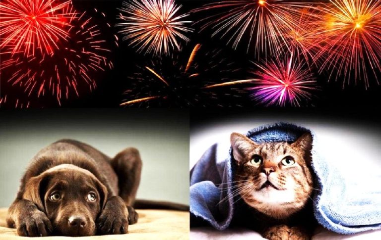 Artificiile de sărbători pun în pericol animalele. Recomandările specialiștilor