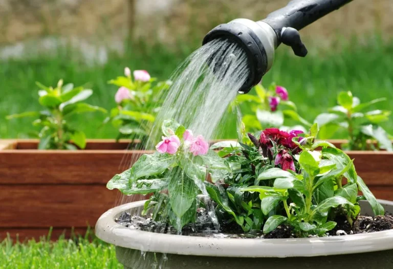 Cum să uzi corect plantele în perioadele cu temperaturi ridicate