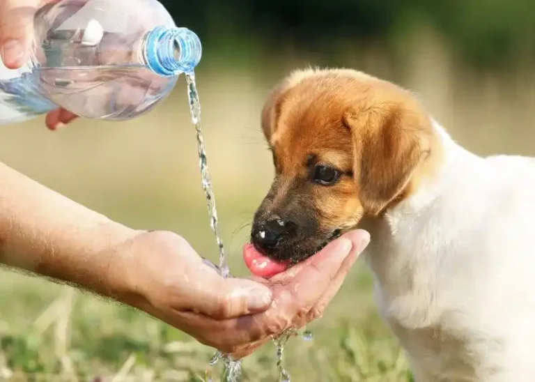 Canicula pune în pericol sănătatea animalelor: ce trebuie să facă proprietarii pentru a le proteja
