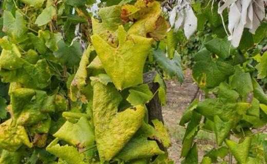 Îngălbenirea aurie a viței-de-vie, depistată în plantațiile din R. Moldova. Ce recomandă ANSA