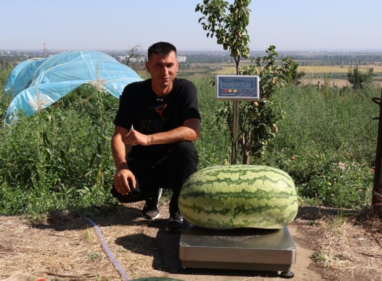 VIDEO | Harbuz gigant de 74 de kilograme, la Căușeni. Fermierul vrea să stabilească un record
