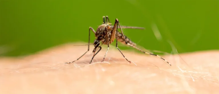 Cum ne protejăm de virusul West Nile: recomandările specialiștilor împotriva înțepăturilor de țânțari