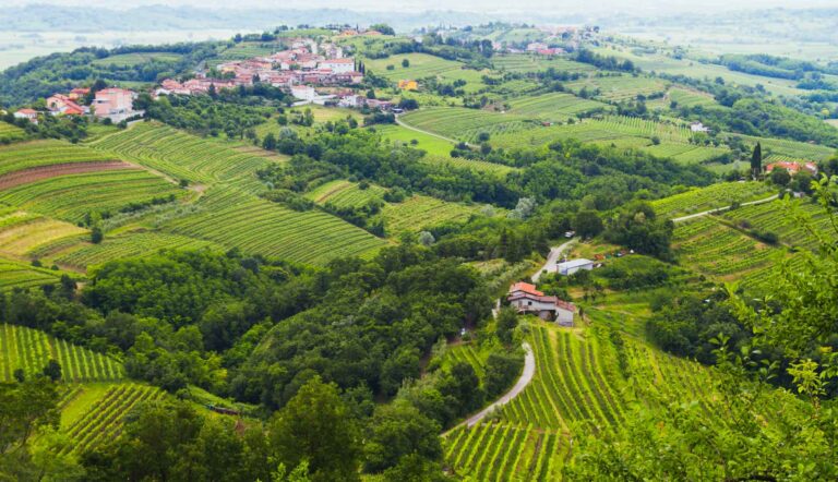 Cea mai bună regiune viticolă din Europa se află în Slovenia. Top 12 destinații pentru iubitorii de vin